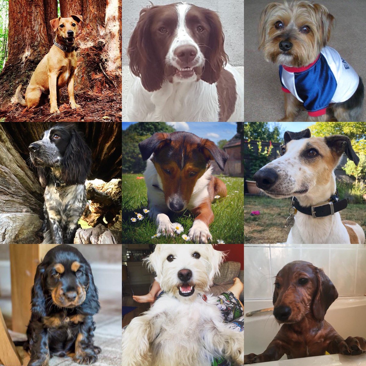 dotty4paws's tweet photo. If the football doesn’t make you smile, this lot definitely will 💙🐾⚽️❤️

Happy Humpday peeps #itscominghome 🏆

#woofwoofwednesday https://t.co/dLGSY9ichE