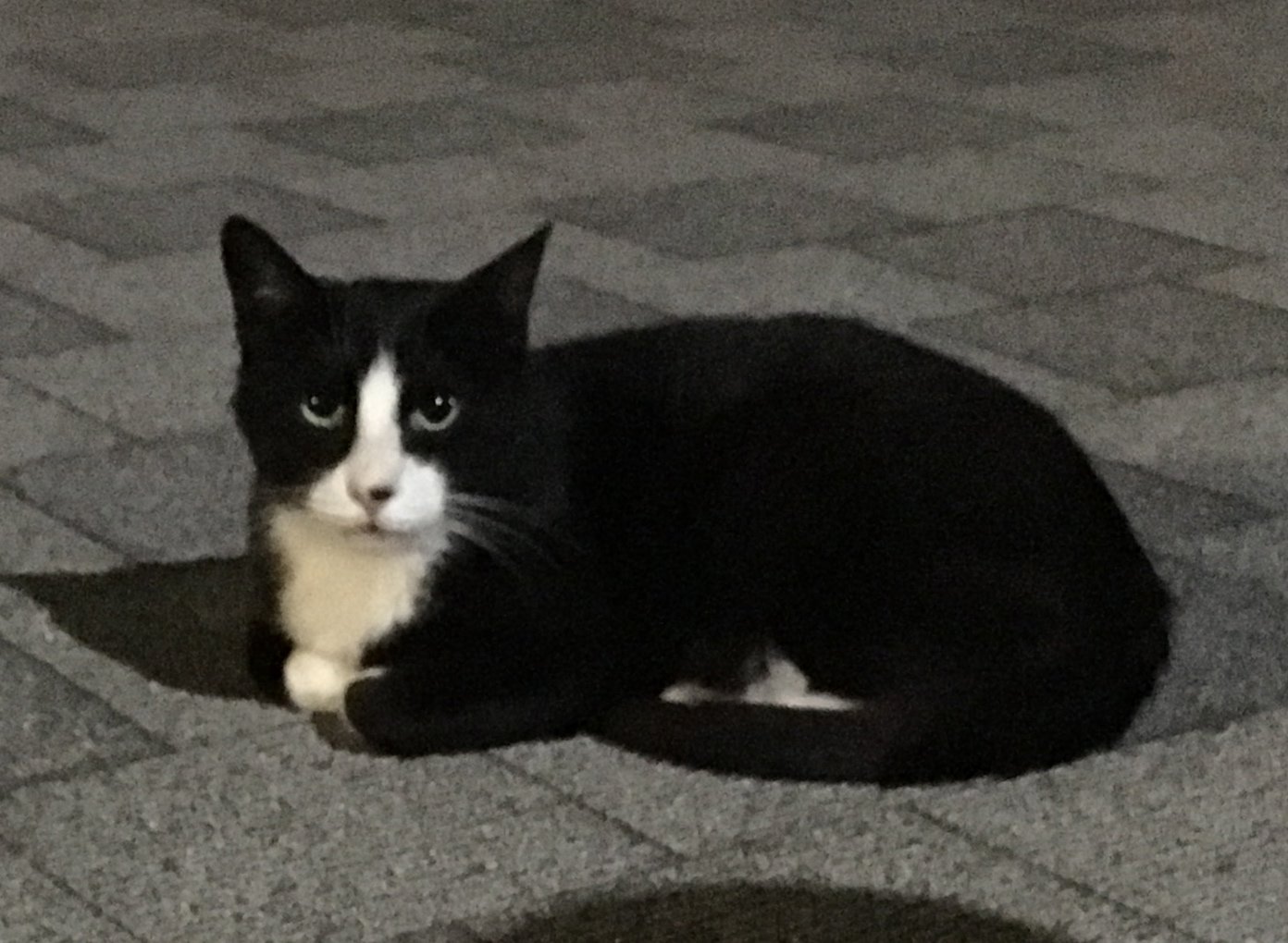 تويتر 猫びより على تويتر 珍しく黒白さん ミケさんに会うと黒目が大きくてかわいい でも明るい時の鋭い目つきのほうが見慣れている分 親しみを感じます 猫びより 猫 三毛猫 黒白猫 深夜の遭遇 地域猫 編集実 T Co Va9b94bcbg تويتر 猫びより على تويتر 珍しく黒白さん ミケさんに会うと黒目が大きくてかわいい でも明るい時の鋭い目つきのほうが見慣れている分 親しみを感じます 猫びより 猫 三毛猫 黒白猫 深夜の遭遇 地域猫 編集実 T Co Va9b94bcbg