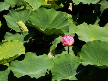 神奈川県の睡蓮の花 蓮池の名所18 開花状況や見頃時期 まったりと和風