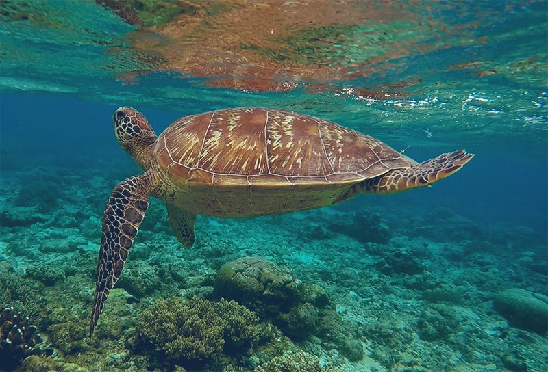 Was kidnapped for a trip by wife. It was nice swimming with these guys again too. <3 #apoisland #seaturtles #philippines