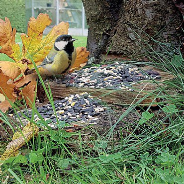 HaithsBirdFood's tweet photo. 🏴󠁧󠁢󠁥󠁮󠁧󠁿 If #England win tonight we're giving away a 5 kg High Energy Extra Mix to give your garden birds the energy that our team will have tonight ⚽️ Just #RT and comment below 'It's coming home'  to be in with a chance to #win #competition #ENGCRO - hurry ends 11/07 https://t.co/wlmRd7sHRC