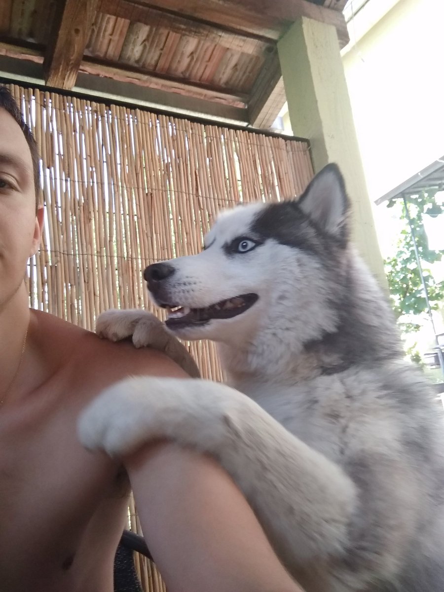 Hey boss, what's up? #husky #siberianHusky #puppylove