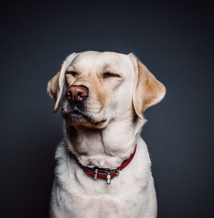 GuruPetFood's tweet photo. 🐶: Okay Wednesday, I’m going to close my eyes and when I open them you’re going to turn into Friday! Okay? 👌🏼

Did it work? Oh never mind... 🤦🏼‍♀️

Happy #woofwoofwednesday everyone 💛 https://t.co/HQf7lO3CYS
