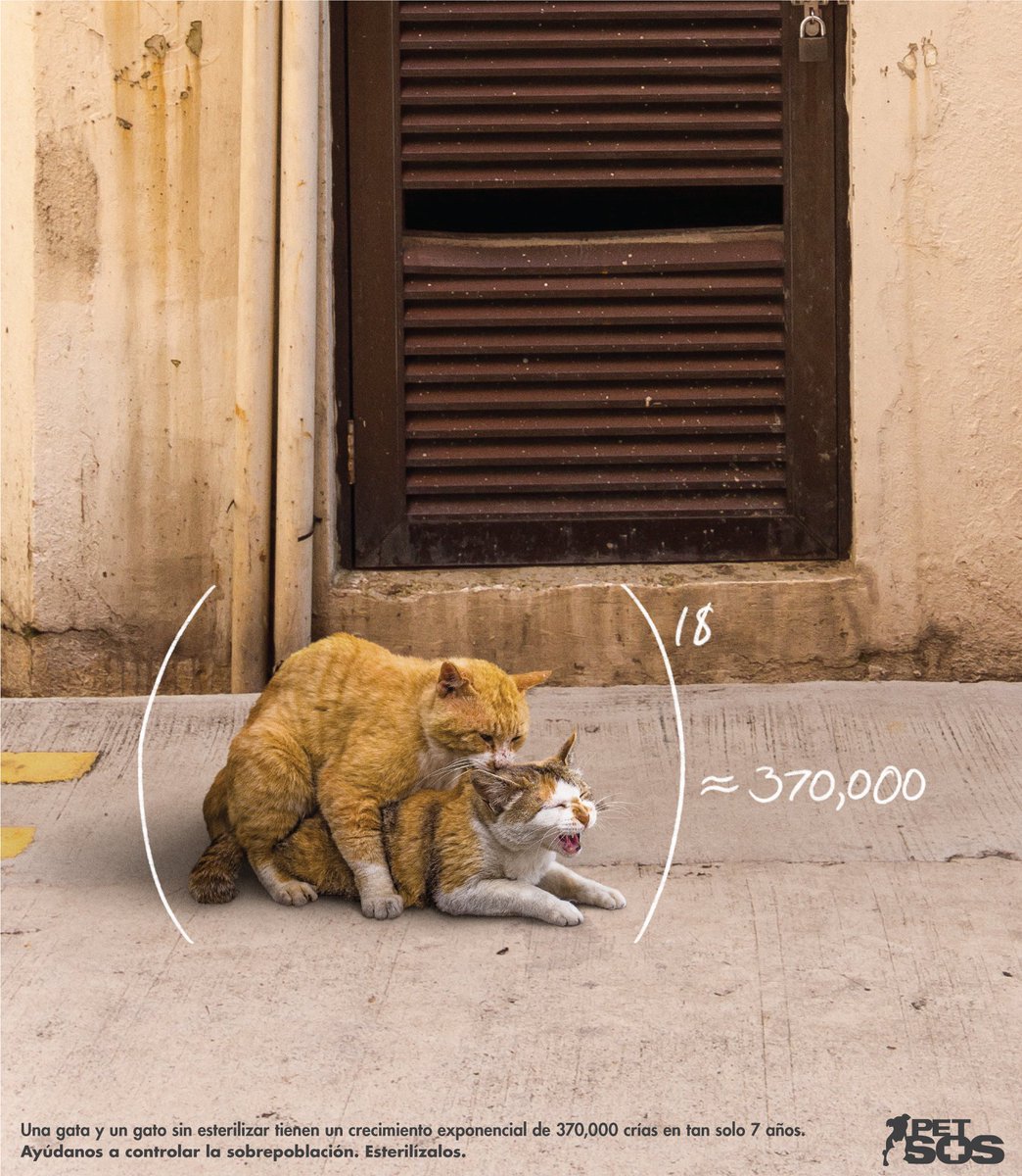 Por que es importante esterilizar? Solo asi podemos ayudar a controlar la sobrepoblacion de perros y gatos en las calles de PR.