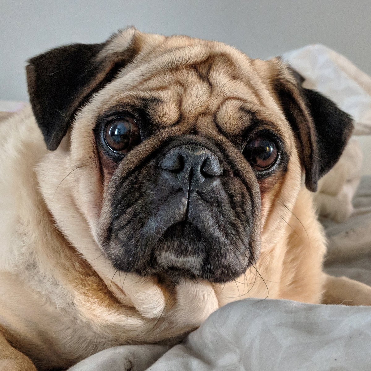 thegrumblypug's tweet photo. #TheGrumblyPug #pug #pugs #rva #rvadogs #dogsofrva #pugsoffacebook #dailypug #pugsarethebest #dogs #dog #puglife #pugstagram #pugsnotdrugs #pugly #pugoftheday https://t.co/tCLYijq0uJ