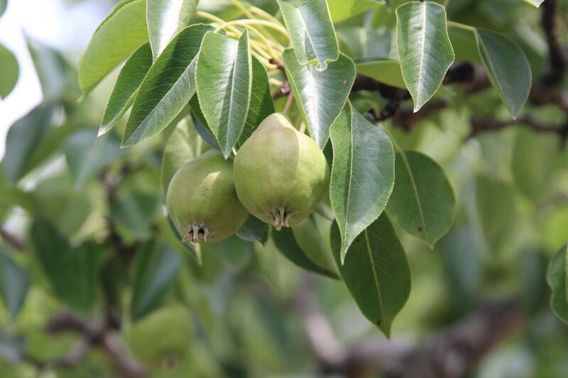 Meet one of our baby Bartlett pears. In a few months it will be all grown up and ready to be handpicked and fresh pressed. Blended with Bosc pears together they’ll create our #PerfectPear cider 🍐