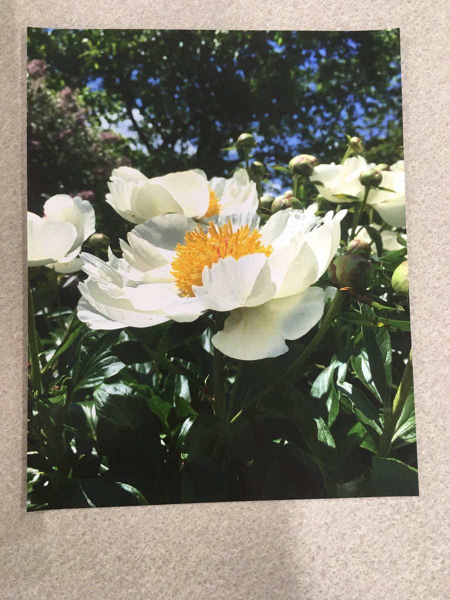 I just finished my first ever painting class @madisoncollege with my mom. I can’t say enough good things about the instructor, Lauren Harlowe. She was so amazing. It was an amazing experience. Here’s a pic of my painting and the photo I used to create it.