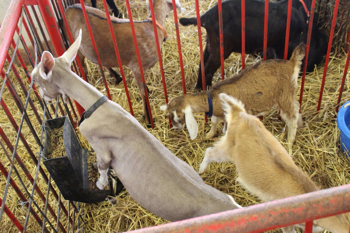OSUEButlerCo's tweet image. Jr. Fair Dairy Goat and Pygmy Goat events will begin at 8:30 am tomorrow morning, following the Open Class Market Goat Show.  #gettothebcfair #ohiofairs