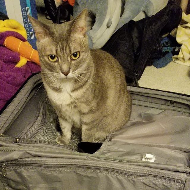 muchredink's tweet photo. This time I am not allowed to unpack. #watsoncat #cats #catsofinstagram #atleastigotthebooksout #suitcasehostage https://t.co/csM8g0eqJS https://t.co/fshL1z2Pdl