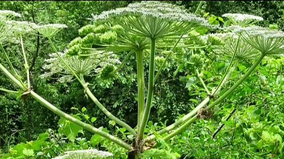 680NEWS's tweet image. The giant hogweed plant can cause serious burns to human skin &amp;amp; has been spotted in parts of Toronto. Audra Brown with what you need to know to keep safe - Watch: ow.ly/E9sb30l7AwN