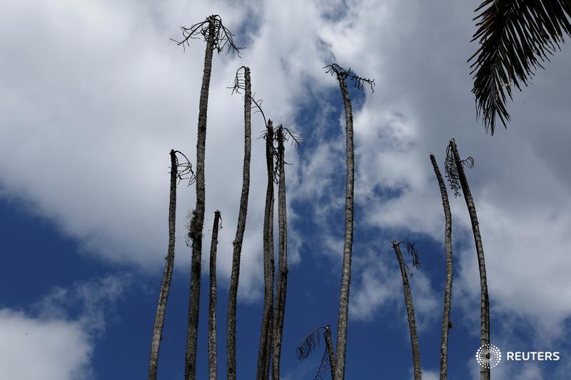 Dead palm trees are seen at the botanical garden in Caracas, Venezuela