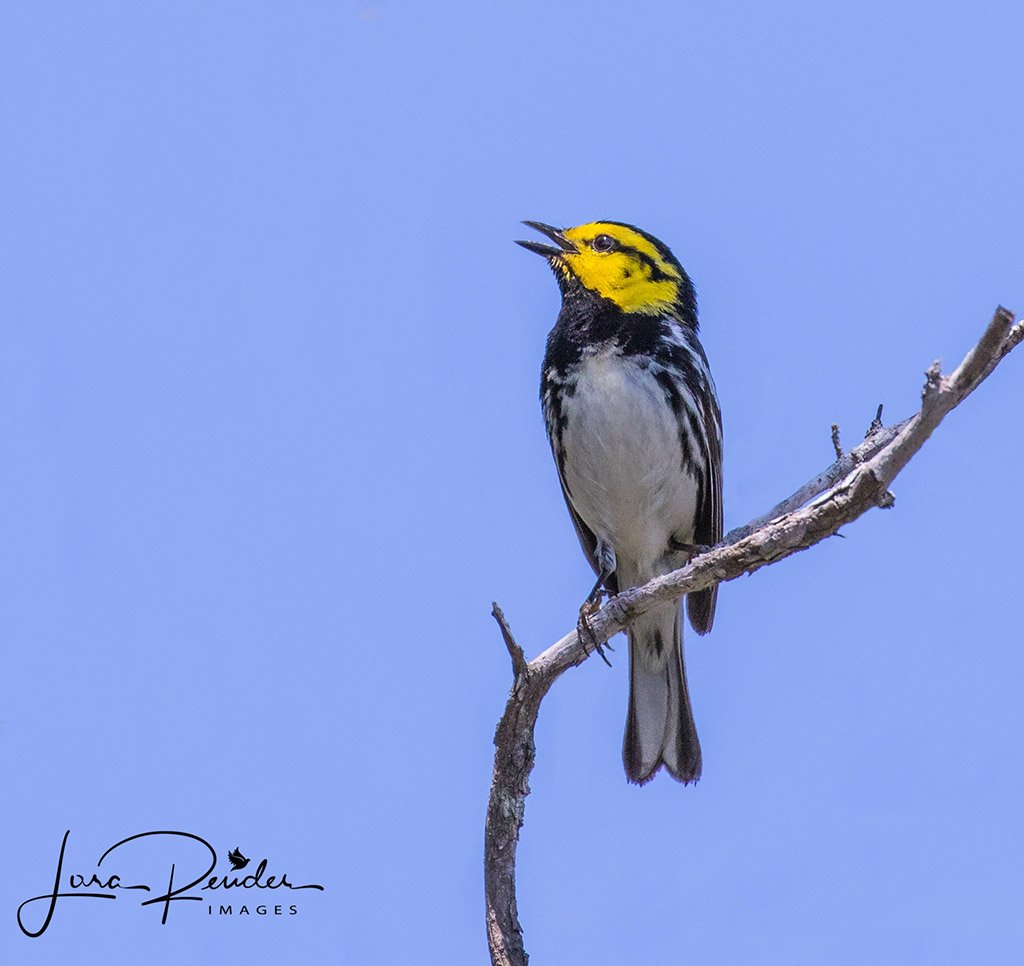 BirdWatchDaily's tweet image. Golden-cheeked Warbler is the only species that only nests entirely in the state of Texas. Follow us on #Instagram to see more bird photos! #WarblerWednesday #birds (Photo by Lora Render) instagram.com/birdwatchingma…