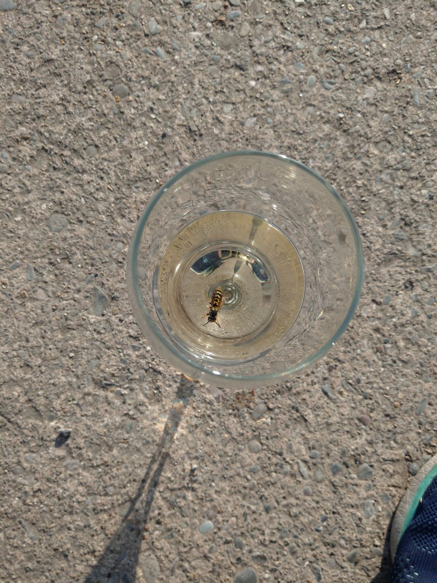 Froki's tweet image. Scheiss-Wespe.i hope you had s painful death