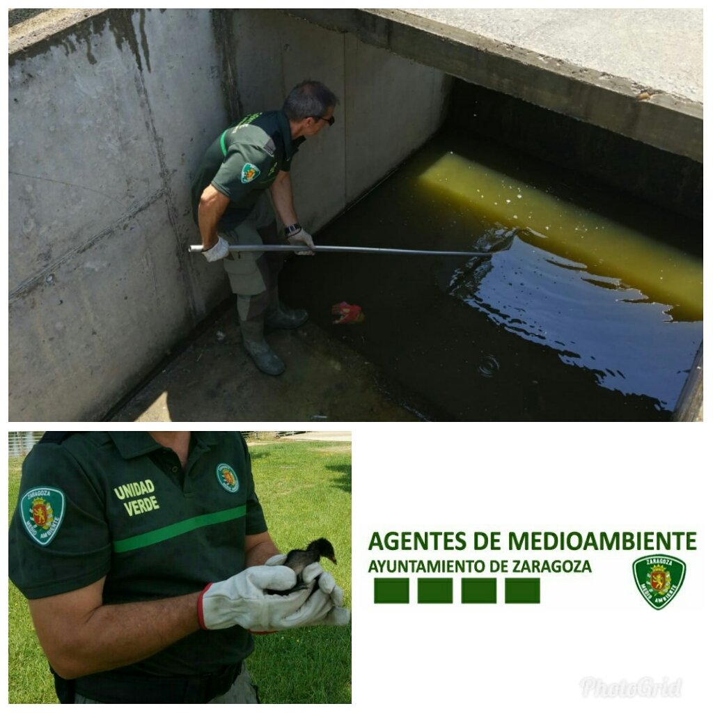 AF_UnidadVerde's tweet photo. Rescate de cría de #GallinulaChloropus
#GallinetaComún #PollaDeAgua en canal junto al #LagoPenélopeCruz #Valdespartera @zaragoza_es Gracias a colaboración ciudadana. https://t.co/EuiUuYdSDy