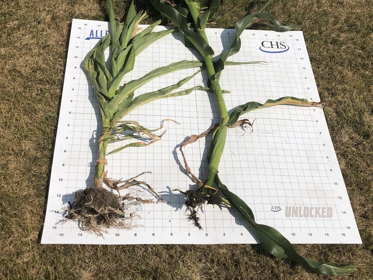 JeremySafranski's tweet photo. Good grower involvement about herbicide carryover issues at plot days #Allegiantseed @TimSwanson_KAS https://t.co/bzHOWXc5U3
