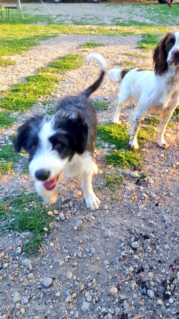 Our traditional #workingbeardedcollie Rune isn't liking the heat in the #southdowns but loving moving &amp; herding the #springerspaniels #runnerducks and #chickens ... Love him to bits &amp; bless his hairy eyes True working southdown #sheepdog 
<a href="/SmallholderMag/">Smallholder Magazine</a> <a href="/sdnpa/">South Downs National Park</a> <a href="/FarmersWeekly/">Farmers Weekly</a>