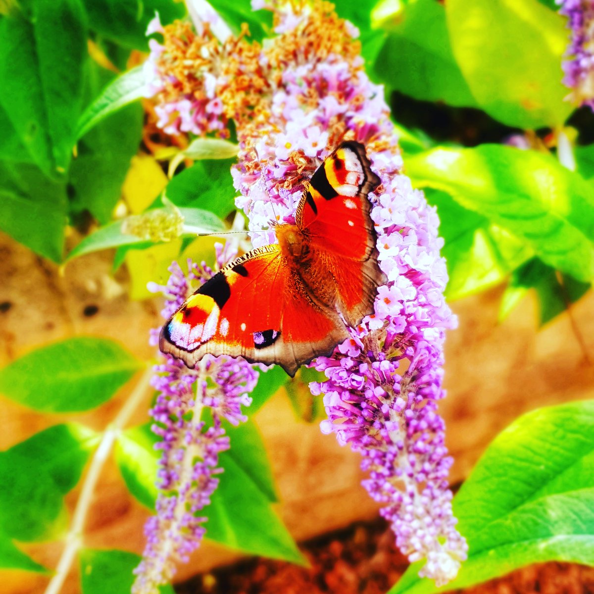 In my garden this morning