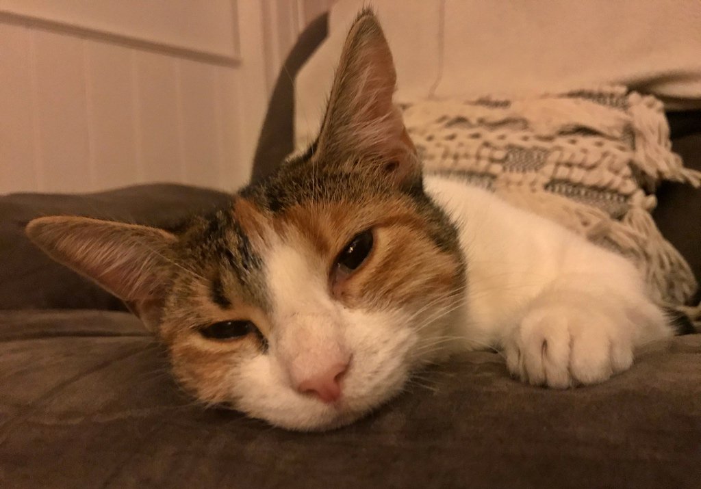 Trippsy’s only joined us for a few days so I separate her and Floof at night. When I do, Floof sleeps against the door between them, waiting for her return. Next morning, there are nose bumps and trills. I’ll film it for you ASAP. Meanwhile, here’s Tripps, giving you a sleepy hi. https://t.co/HDm7Oh9EU5