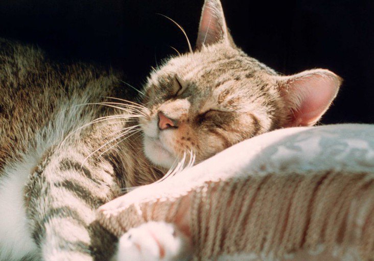 11 ways to get to sleep in the heat: trib.al/7eU7fr0