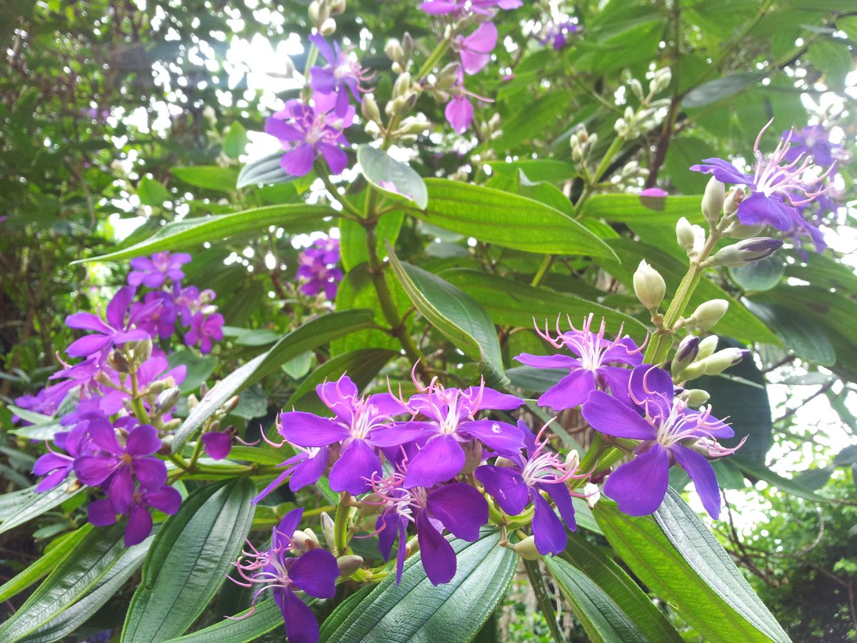 RT @SunkenGardens: #WhatsBloomingWednesday Tibouchina is aptly known as Princess flower. With its rich #purple #flowers and almost velvety leaves, this beauty is hard to resist. Come see our glorious Tibouchina tree while it’s still covered in blooms!