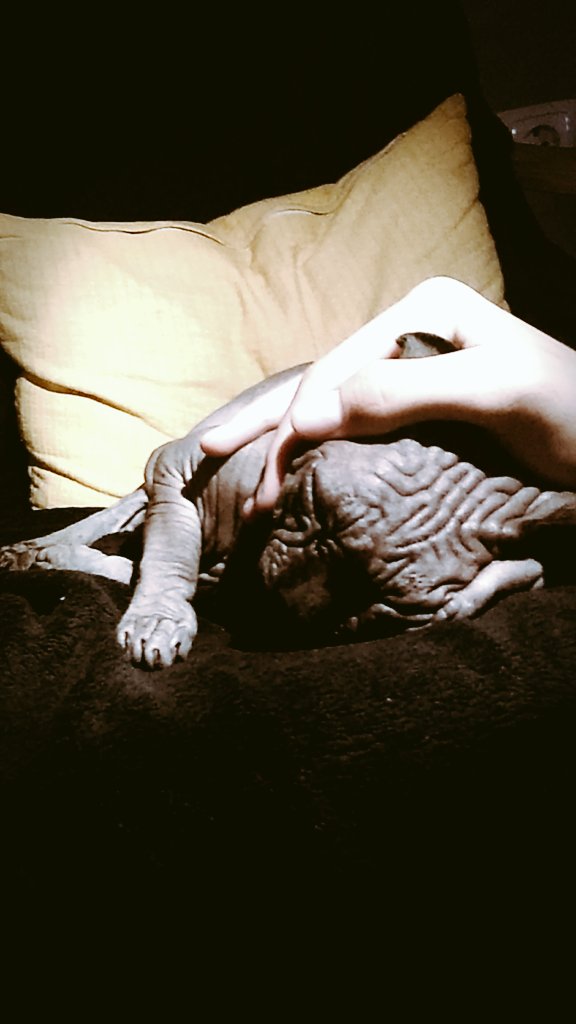 rodriicaixinha's tweet photo. Digam o que disserem, o meu carequinha é fotogénico
#SphinxCat #Sphinxlovers https://t.co/mzdgofar1g