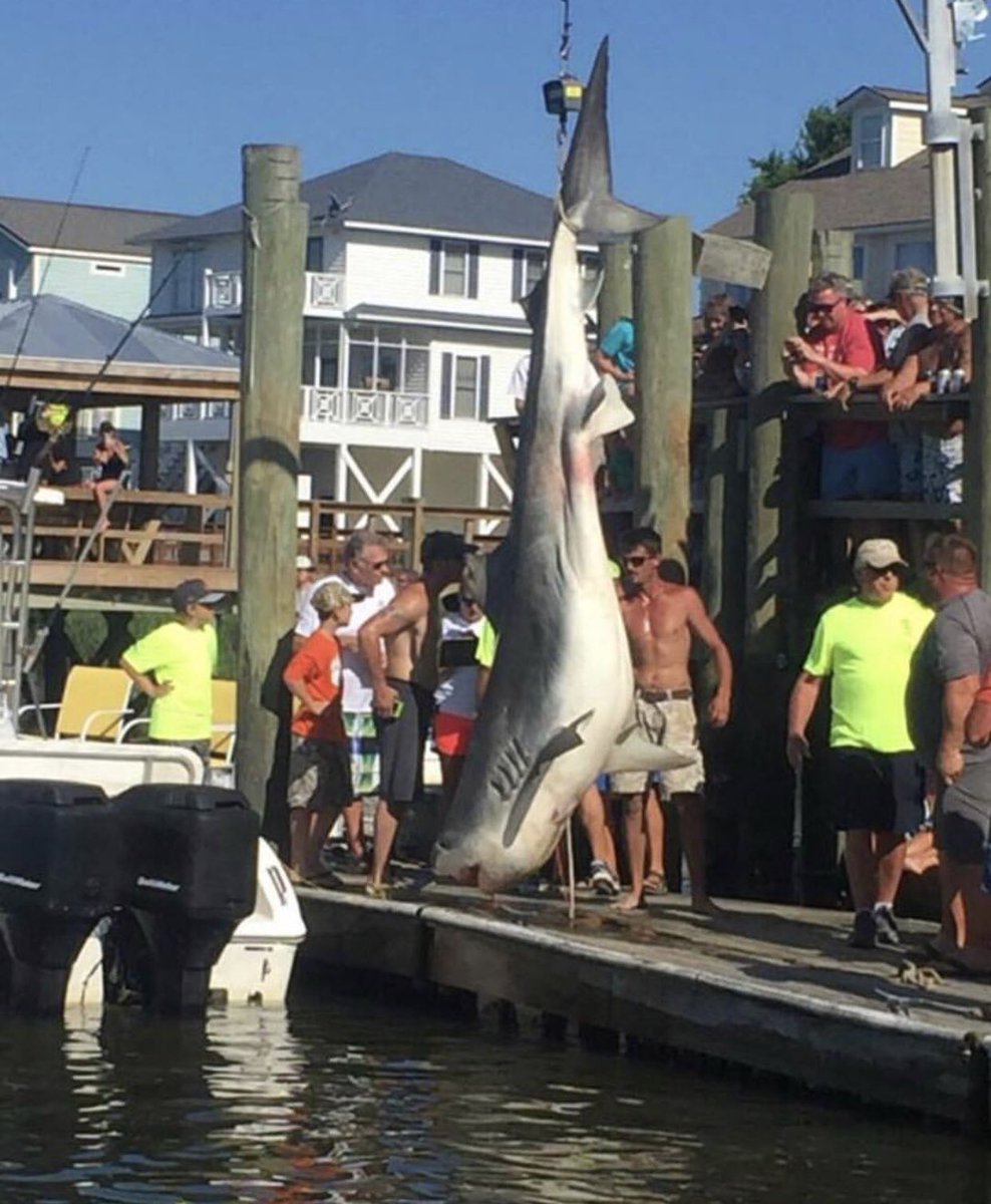 The Shark Tournament is an event that needs to end. 
It’s a useless sport that has no meaning but to kill large sharks that have been swimming in their own habitat for years. #tigersharks #sharks #oceanlife #edistobeach #endsharktournaments