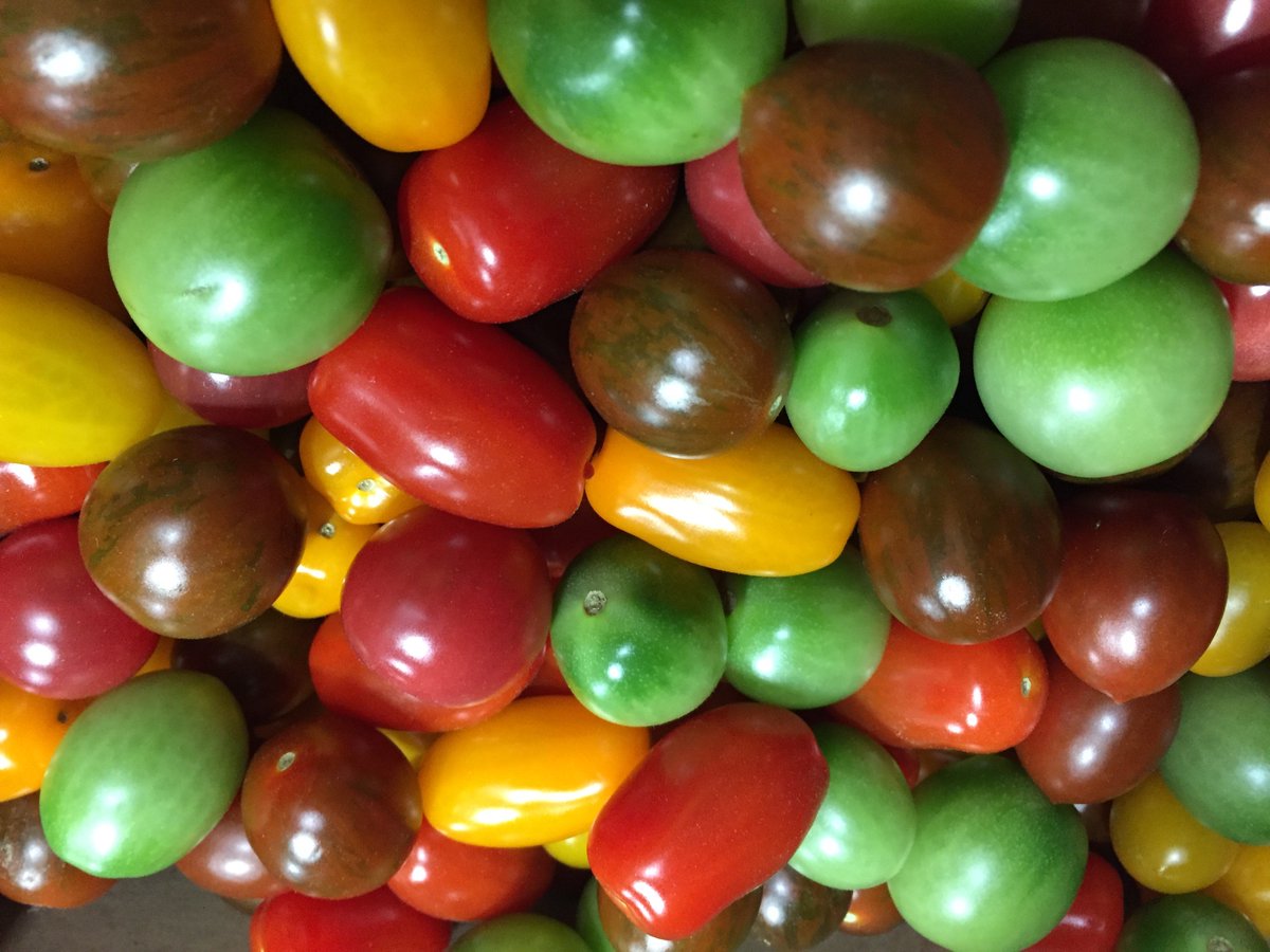 syscoyeg's tweet image. Take a peek at these Symphony Heirloom tomatoes from @WindsetFarms. LOCAL BC hot house grown. Ask your Sysco associate for more details &amp;amp; how to order! 
#WindsetFarms #FocusedOnLocal
