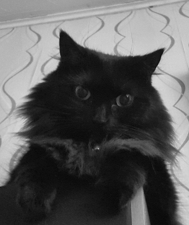 johnmitche11's tweet photo. Day 1/7 of B/W photos of my life.  No humans. No explanations. I was challenged by @Cal444 https://t.co/38n64hRHK7