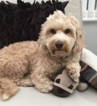 millypod1's tweet photo. 🆘MERLI #Lost #ScanMe
Cockerpoo Male
#MinsterLovell nr #Witney #Oxfordshire #OX29

Merli is being looked after by relatives. Owners are on holiday. Dog is not familiar with area. Missing since 9pm last night 24/7/18.

#OX18 #OX28
https://t.co/zKETN2UHdN https://t.co/WOpG2z2bjE