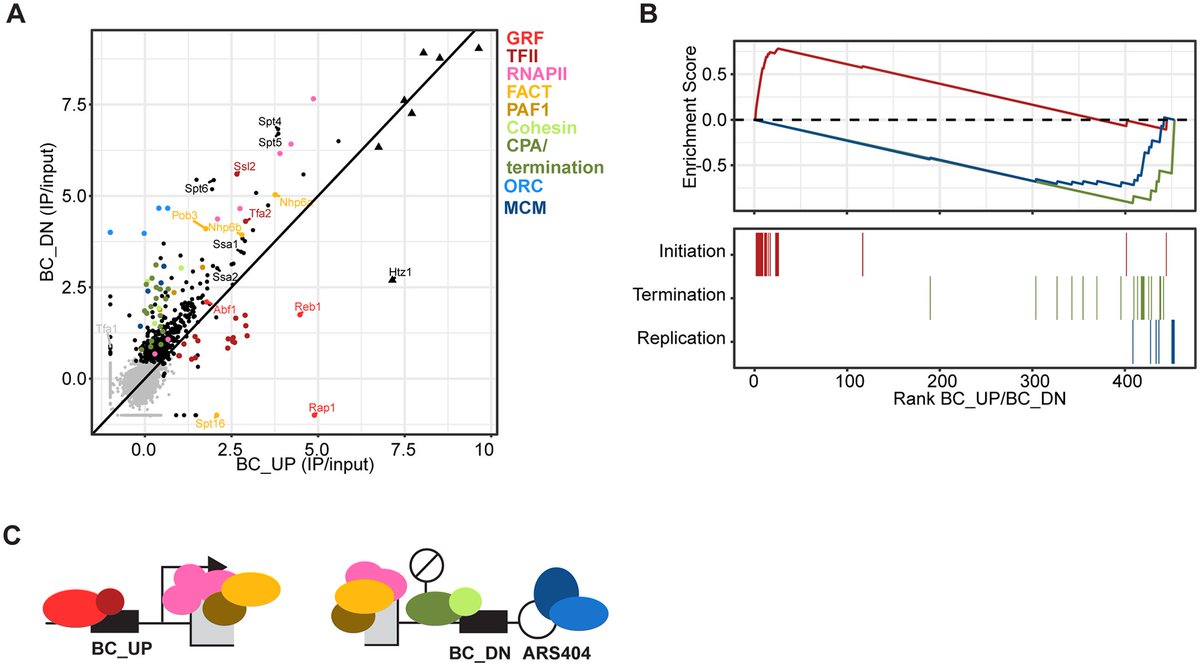 Characterizing
Single loci proteome
With pooled ChIP approach

#ChromatinHaiku #TxnJC
journals.plos.org/plosbiology/ar…