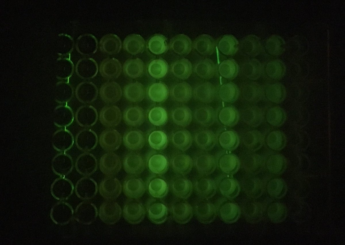 iGEM_Paris's tweet image. The grand finale of our #interlab study saga!