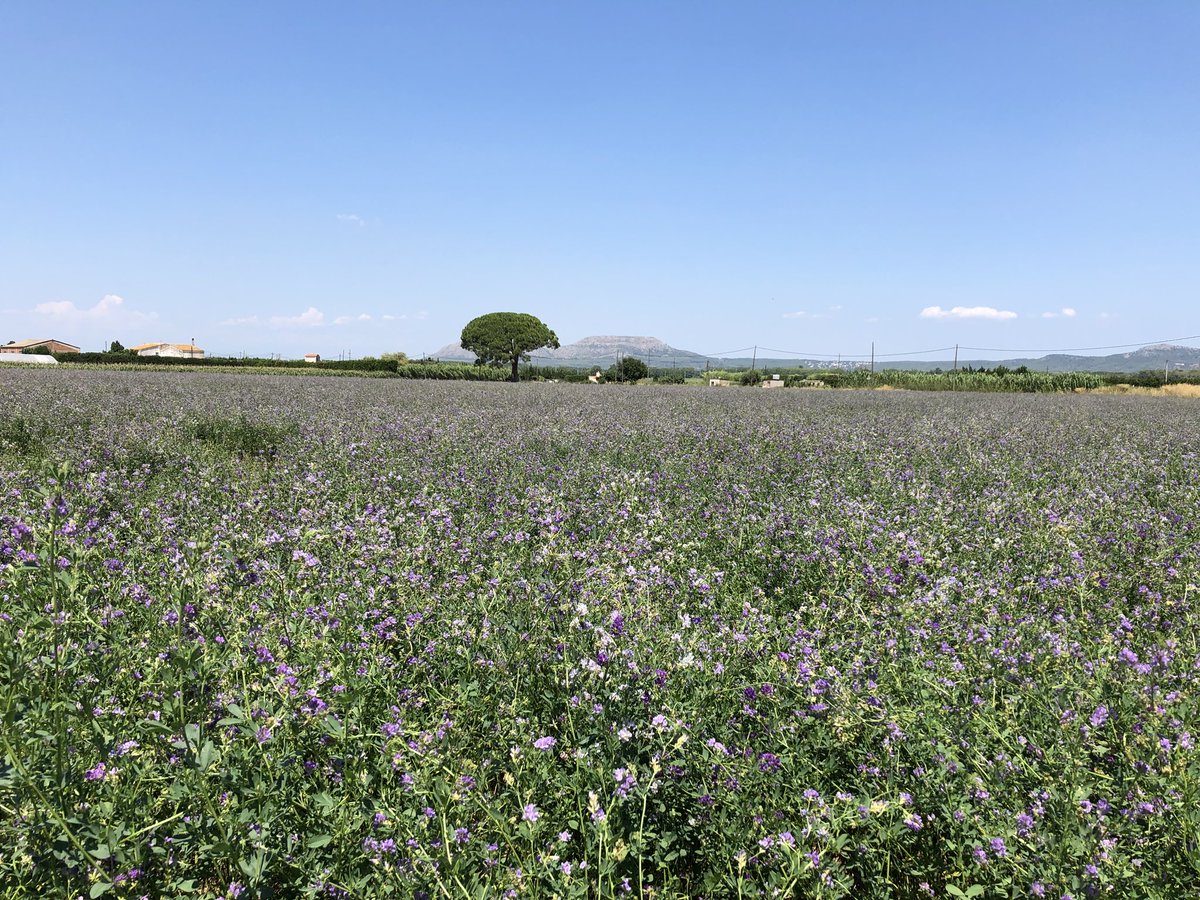 TeiaG2012's tweet photo. Camps d’#userda florida avui #BaixEmporda amb la flor típica de les papilionàcies d’un color lila ben vistòs. És una #lleguminosa i el fruit és un petitíssim llegum q creix dins aquestes tavelles enrollades en forma helicoidal. A mitjans d’agost, en colliran el gra x ressembrar https://t.co/h6MpMdRpQW