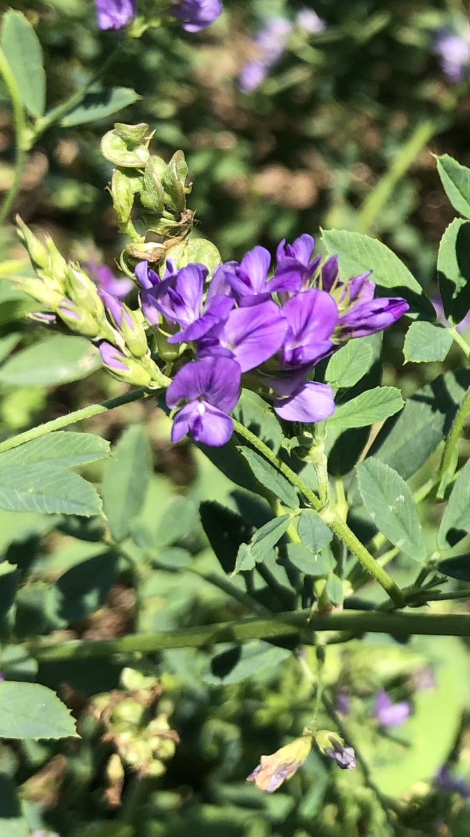 TeiaG2012's tweet photo. Camps d’#userda florida avui #BaixEmporda amb la flor típica de les papilionàcies d’un color lila ben vistòs. És una #lleguminosa i el fruit és un petitíssim llegum q creix dins aquestes tavelles enrollades en forma helicoidal. A mitjans d’agost, en colliran el gra x ressembrar https://t.co/h6MpMdRpQW
