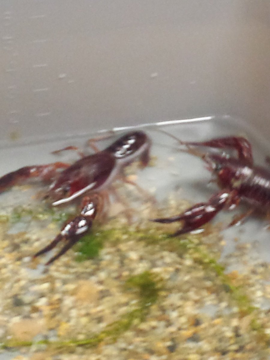 lisamgill2016's tweet photo. 3rd grade teachers and Amsti! Crayfish!! https://t.co/slfH1NWXLb