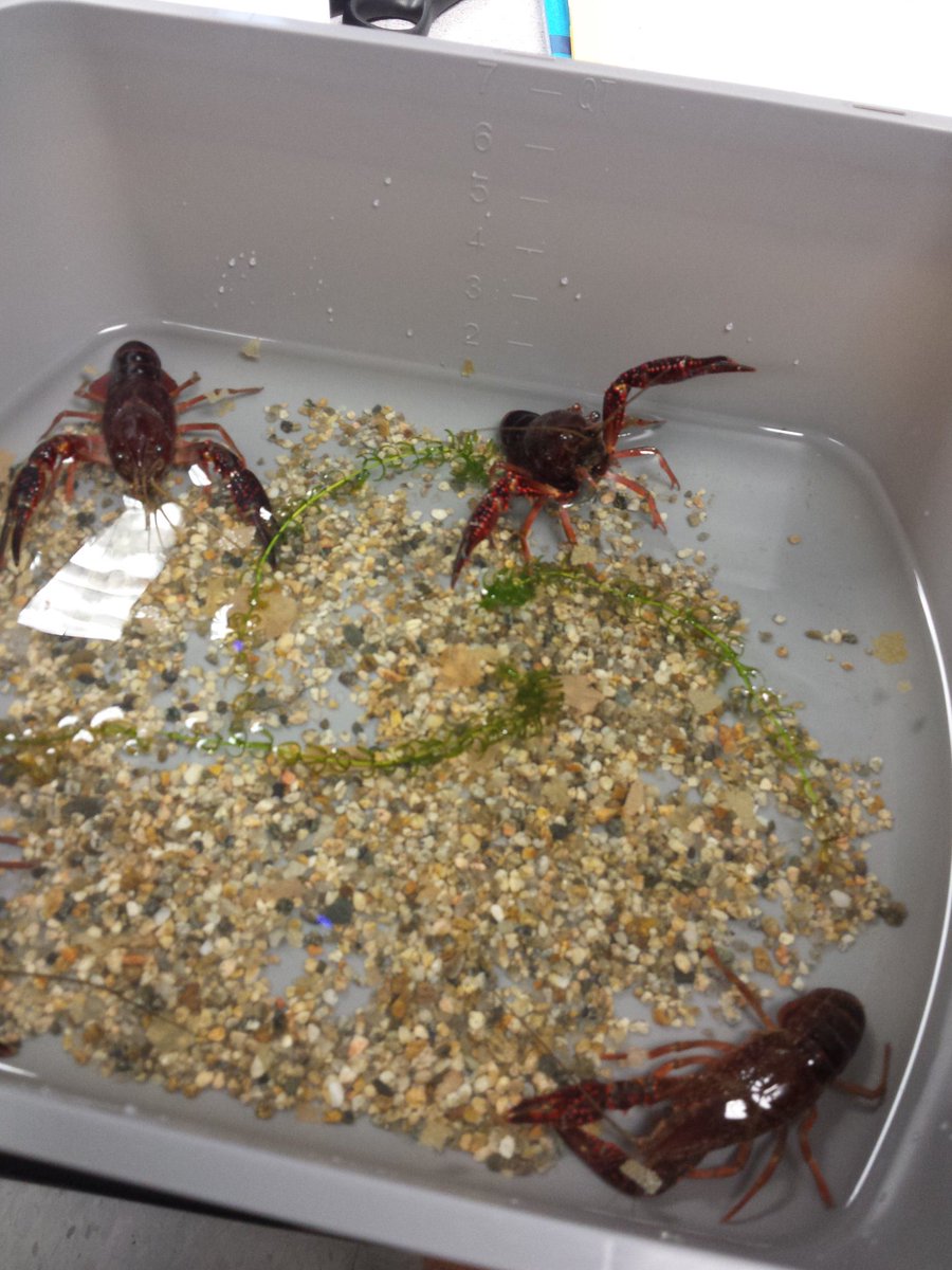 lisamgill2016's tweet photo. 3rd grade teachers and Amsti! Crayfish!! https://t.co/slfH1NWXLb