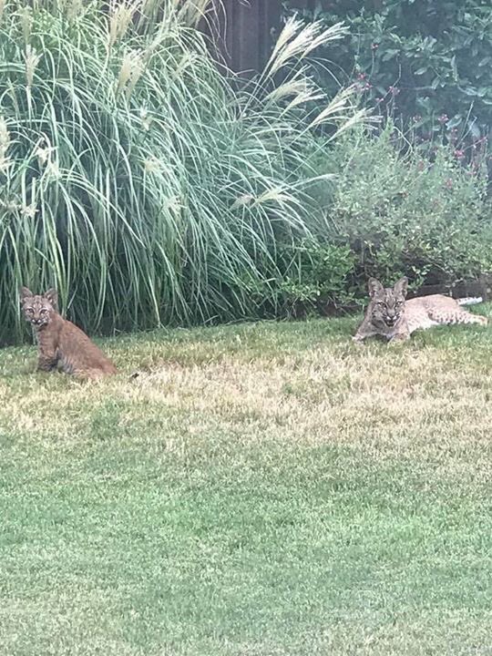 Actual Bobcats are being spotted in some of our athletes backyards! Trust us when we say CA Bobcats are just as fierce as the real thing 😉