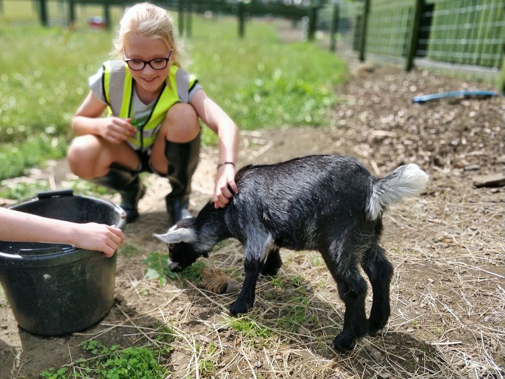 We are now live for our three little pig and three little goat cuddle experiences. You can follow the link below to book and find out more :) #threelittlepigs #pygmygoats #urbanfarming #cityfarm #cuddlecorner #kidsdayout #summer
 buff.ly/2LyW6hj