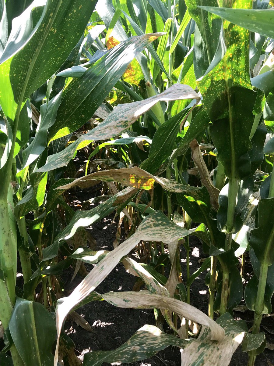 Shawn Jones tweet media