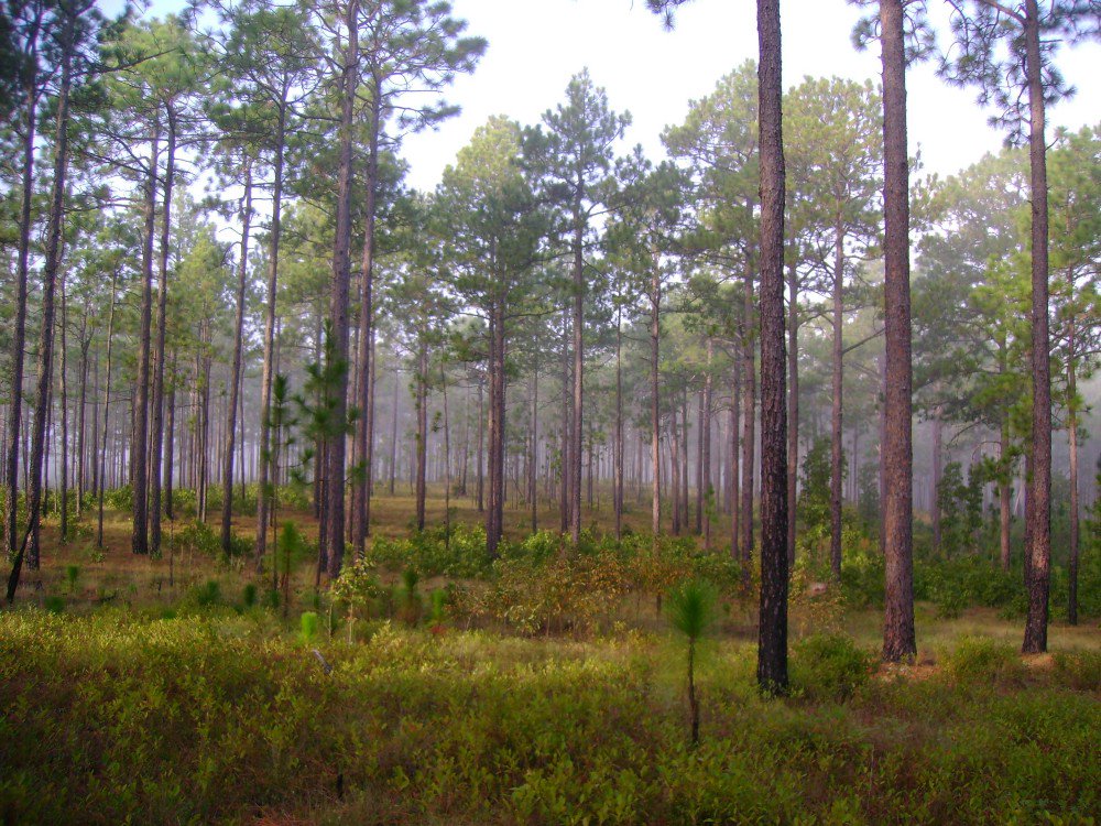 New stresses are coming to America’s forests - a recent <a href="/UF/">FLORIDA</a> study found that southeastern forests are seeing a changing mixture of tree species in response to drought, and pests are reaching farther north into New England. So what can we do? ow.ly/LWnK30l6XDW