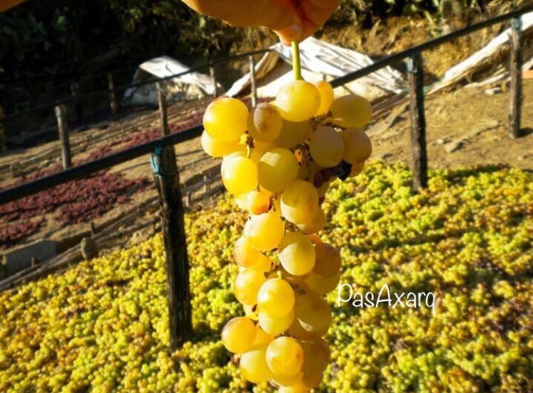 En cuestión de días nuestra #RutadelaPasa ofrecerá estampas únicas y artesanales como esta, la de los paseros, donde se secarán las uvas, para obtener las @PasasAxarquia #VendimiaRutadelaPasa18

vistoenandalucia.com/post/176276003…