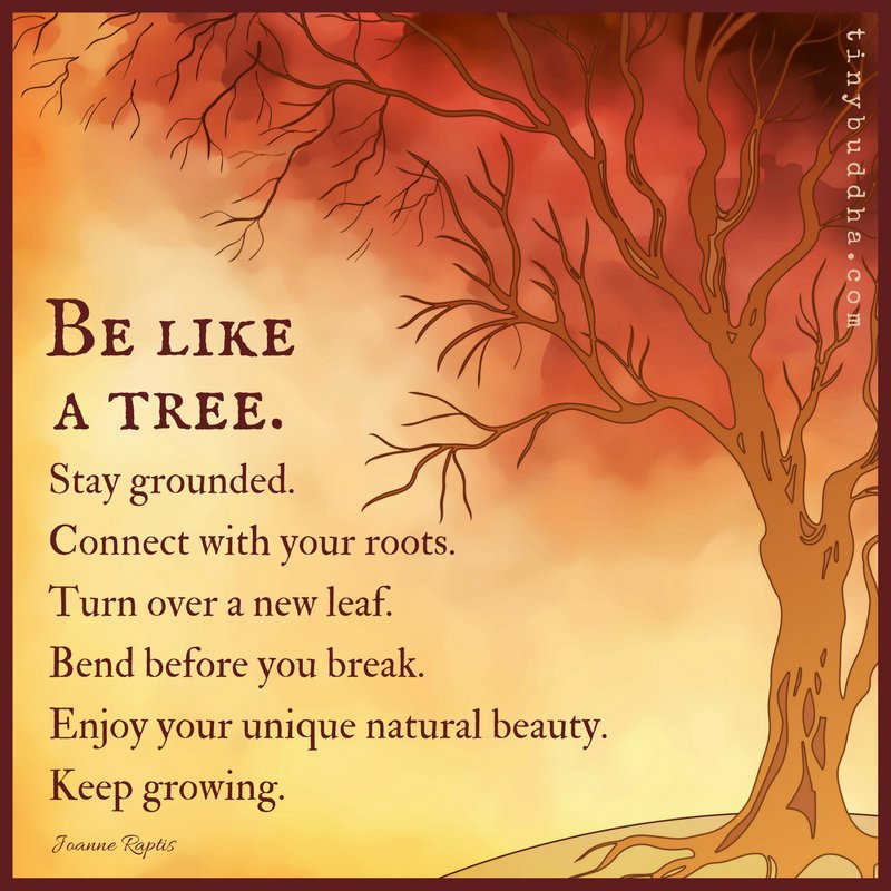 Tiny Buddha on Twitter: ""Be like a tree. Stay grounded. Connect with your roots. Turn over a new leaf. Bend before you break. Enjoy your unique natural beauty. Keep growing." ~Joanne Raptis