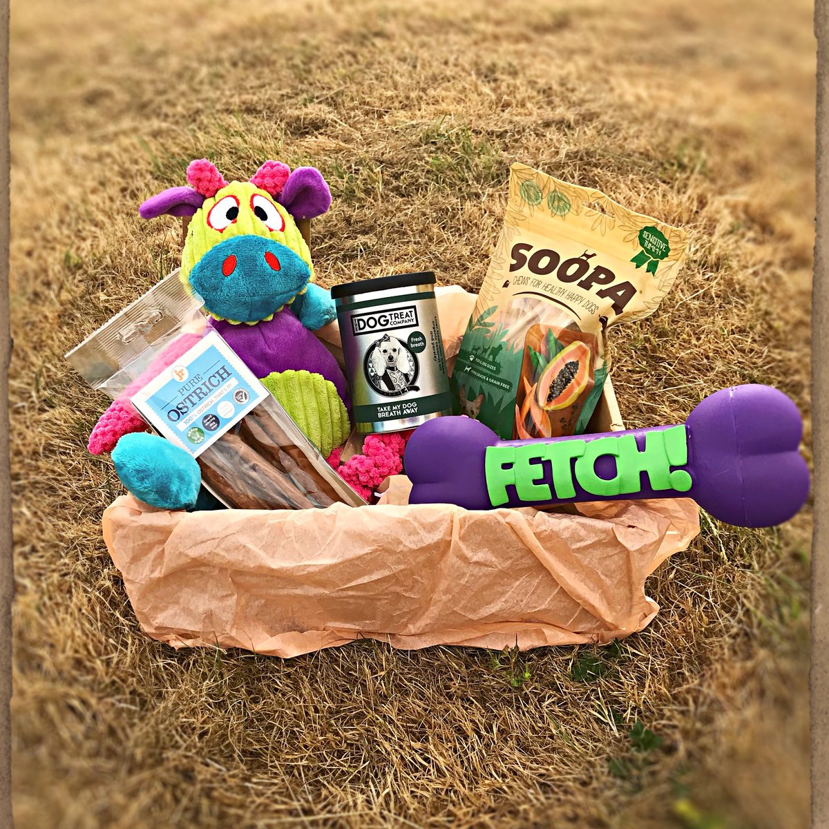 PoochinisBox's tweet photo. After a productive day with our web designer we got very excited and thought we would get out and take some pics of our favourite Poochini’s Boxes, Who else is excited?! 📦🐶🐾 . https://t.co/9AsF6PQASY
