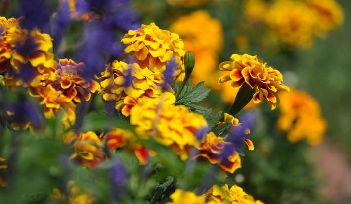 These 7 plants will help deter bugs, naturally: otbd.it/3lqH9sNu