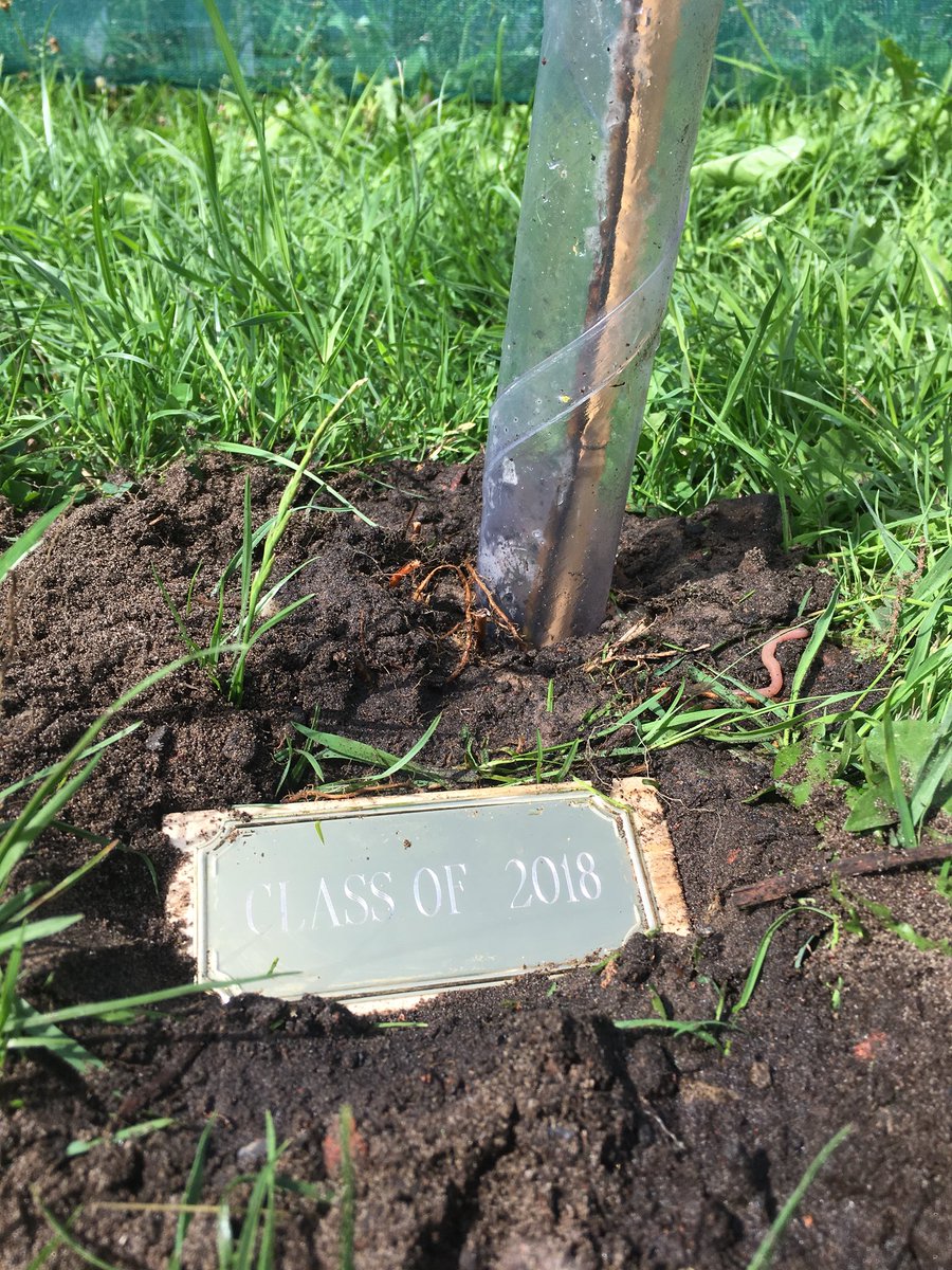 RedgateGardens1's tweet image. Thank you to two of our Year 6 pupils for planting the Class of 2018 tree! #redgateleavers2018 #treesforthefuture @Redgate_Primary @WoodlandTrust @Trees4Learning 🌱🌳😊