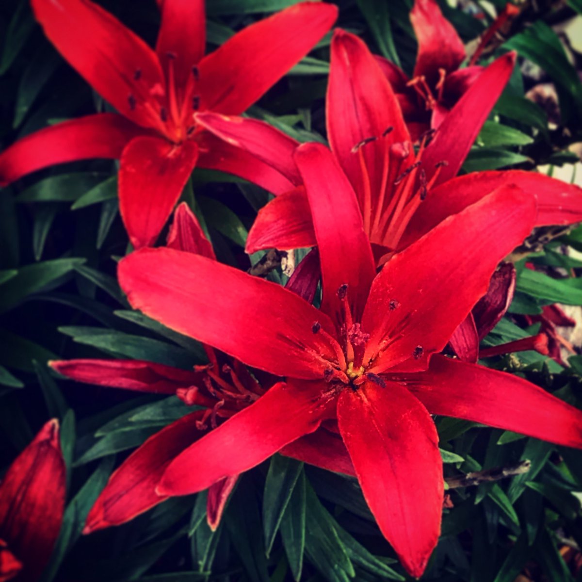 CAMARSHALLSTAR's tweet image. My mommas favorite. ♥️ #angelsigns #iris #augustflowers #yegfit