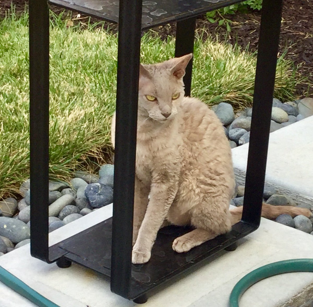 ColeNapoli's tweet image. Log holder from UK holds several pieces of firewood OR 1 Devon Rex cat. #DevonRexCats