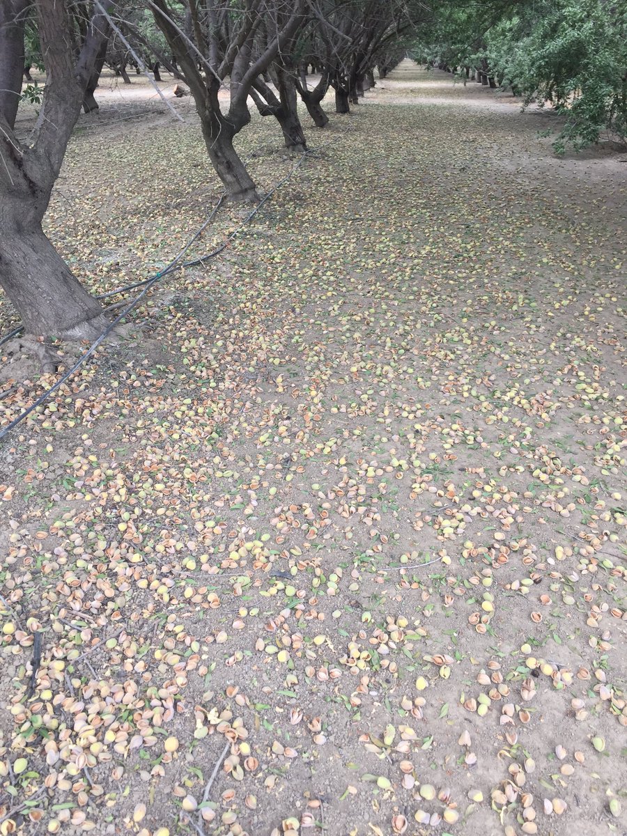 dsissomCCA's tweet photo. Almond Shaking has started in Fresno County. Old orchard high sodium, high boron water and ground equals early start and lower yields. https://t.co/bPHT3mbpVU