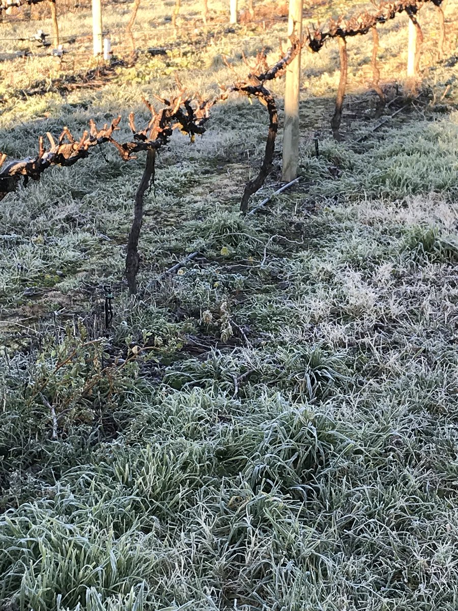 marc_foxx's tweet photo. #mothernature sent her boy #Jackfrost to help us out with #mealybug control in the #grapes today. Now to follow up with systemic #Movento after #capfall to really beat off #grapeleafrollvirus https://t.co/lSsthL26qv