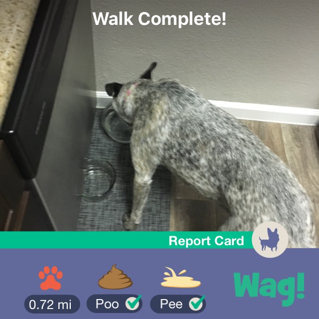 Brother_Arsenal's tweet photo. Just finished a dog walk on Wag! Use my link https://t.co/vO05g6HbIB for $50 of FREE Wag credit! https://t.co/2J0FgTTT1C https://t.co/Vr6VfQWLGZ