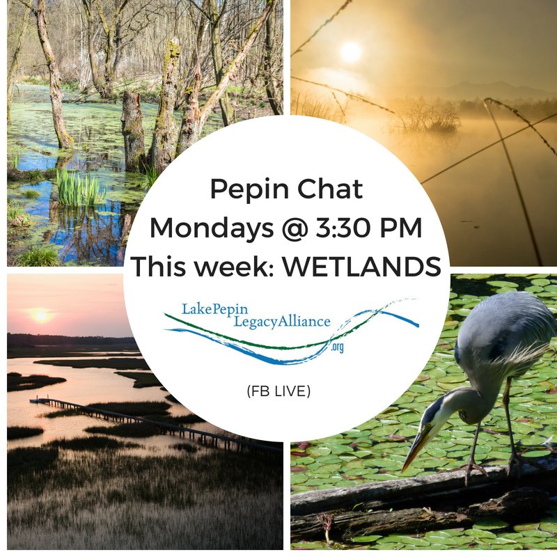 Pepin Chat Today at 3:30 PM....wetlands!